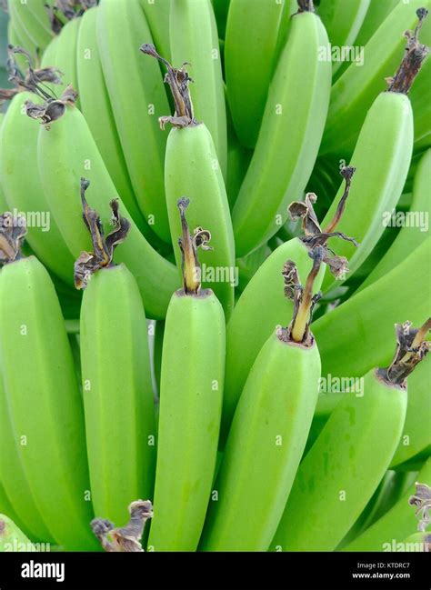 Green Bananas Hanging On Tree Closeup Stock Photo Alamy