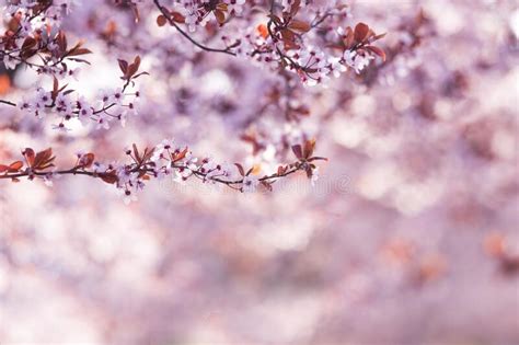 Spring Blossom Of Purple Sakura Against Blue Sky Beautiful Nature