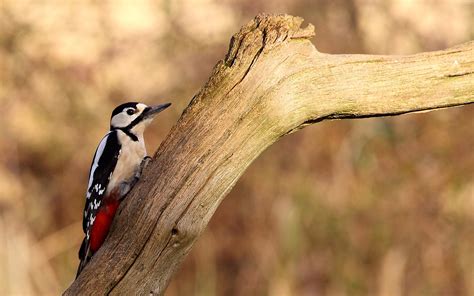 Woodpeckers Birds Branch Wallpapers Hd Desktop And