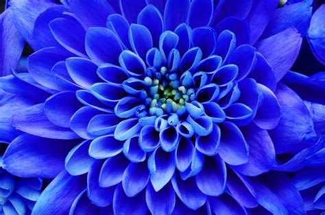 Blue Flower Names History Culture And Symbolism Floraqueen