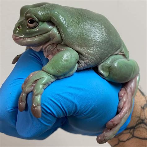 This Very Unsettling Frog Roddlyterrifying
