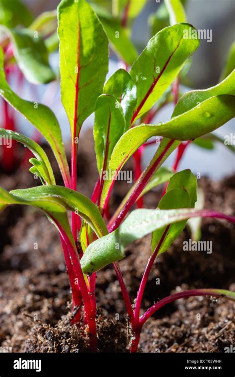 Garden Beetroot Seedlings Hi Res Stock Photography And Images Alamy