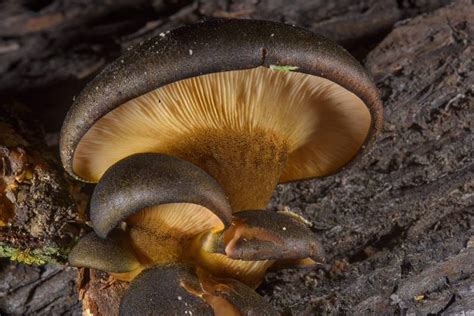 Late Fall Oyster Panellus Serotinus Mushrooms Of Russia