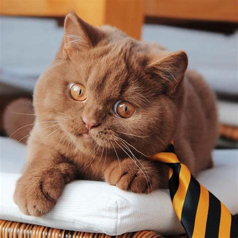 Pin By Kelsey Hunziker On British ️cats ️ Brown Kitten Cute Cats