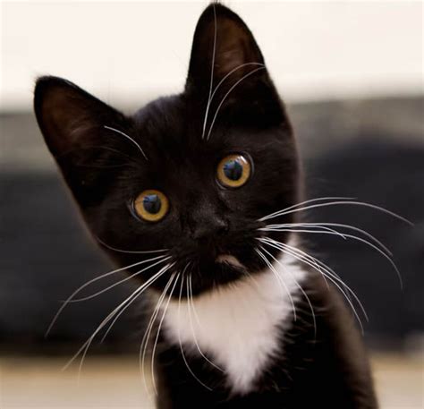 16 Black And White Cat Pics Furry Kittens