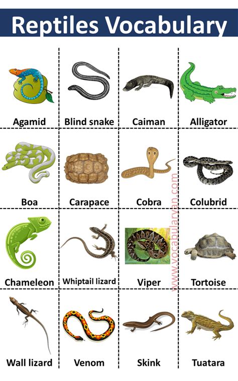 60 Reptiles Names List In With Pictures Vocabularyan