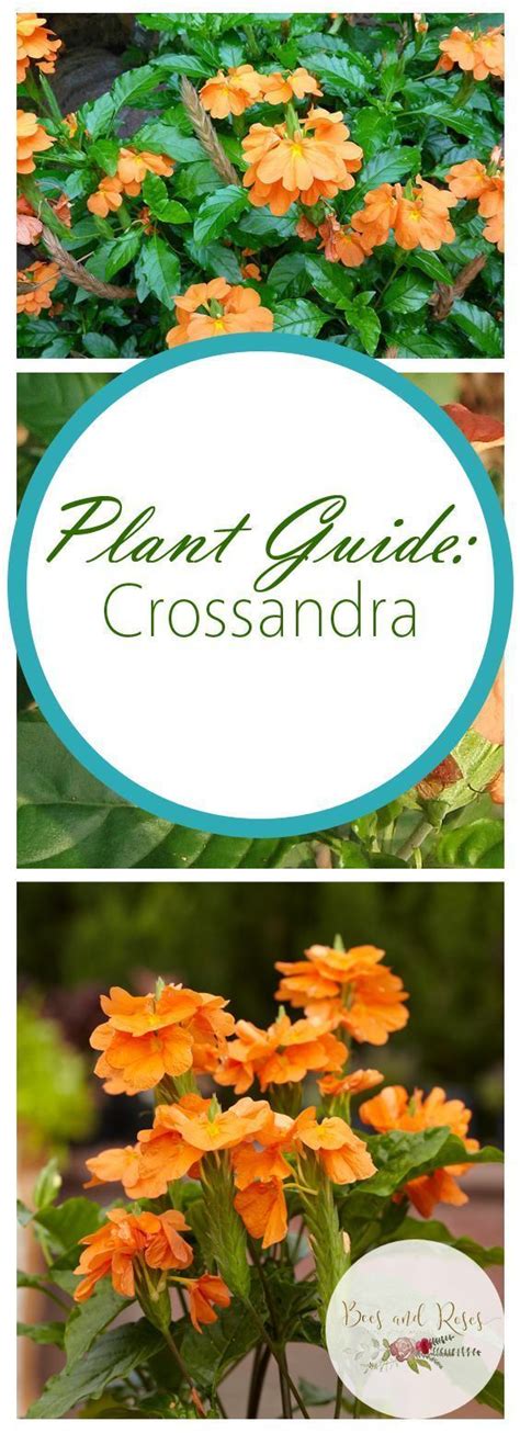 Plant Guide Crossandra Bees And Roses Crossandra Plants Crossandra