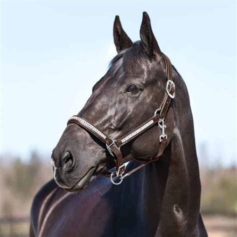 Since your horse has been lunged earlier on during its life, it should know how to curry combing is more needed when you have ridden your horse with a saddle. Best Horse Halter 2020 Leather, Nylon, Show - Equine Ridge