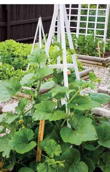 James baggett, oregon state university. Top Winter Squash Varieties for the Self-Sufficient Garden ...
