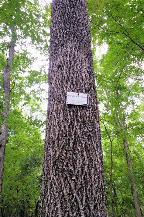 Hickory Tree Identification By Bark