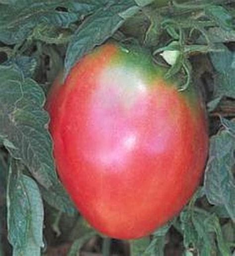 Oxheart Pink Tomato Seeds