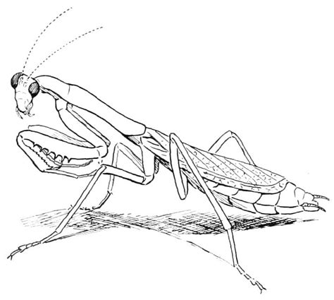Printable Mantis Image Coloring Page Download Print Or Color Online