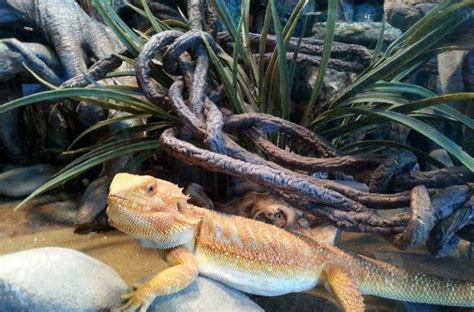 Bearded Dragon Indoors And Outdoor Housing Bearded Dragons World