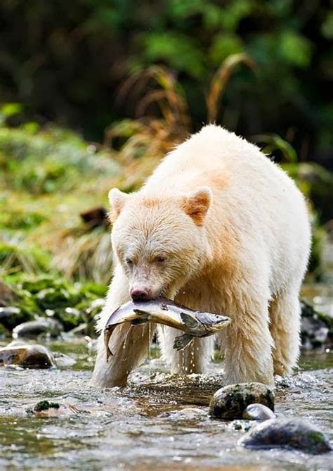 The Kermode Bear Spirit Bear Of British Columbia The Ark In Space