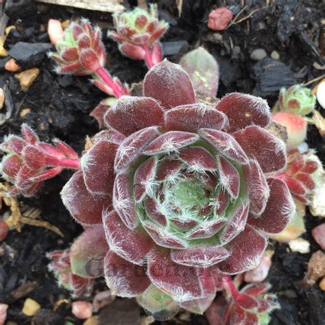 Photo Of The Entire Plant Of Hen And Chicks Sempervivum Vanille