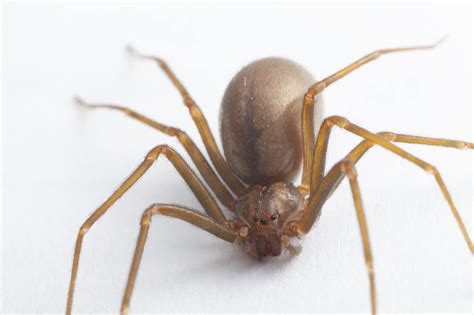 How To Treat A Brown Recluse Spider Bite Brown Reclus