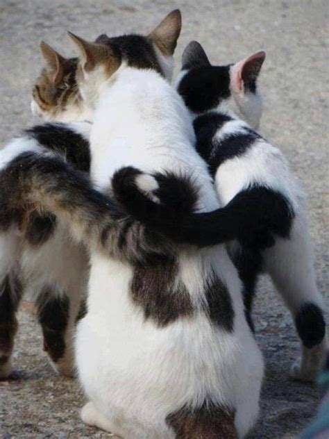 By irene gizzi, amy shojai | hardcover. How Lovely - 9th October 2015 - We Love Cats and Kittens