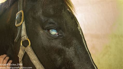 Ocular System In Horses Top 5 Eye Problems The Horses Advocate