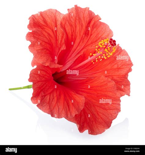 Hibiscus Flower High Resolution Stock Photography And Images Alamy