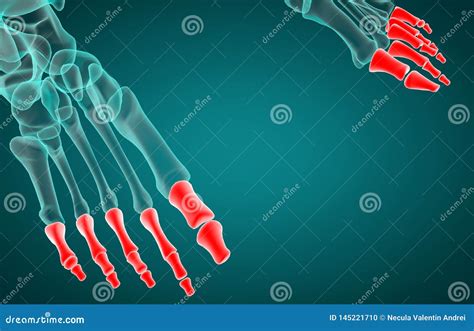 3d Rendering Illustration Of Phalanx Bone Stock Illustration