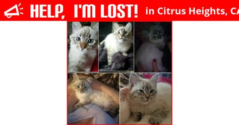 Lost Cat Citrus Heights California Nala