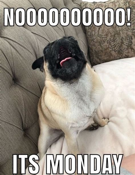 14 Funny Pug Memes That Will Make You Happy Page 3 Of 3 Petpress