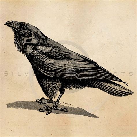 Vintage Raven Crow Illustration Printable 1800s Antique Birds Print