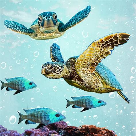 Sea Turtles Framed Art Print By Judy Skowron Vector Black MEDIUM