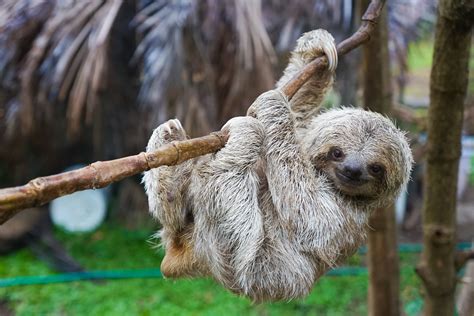 Pygmy Three Toed Sloth — Expedition Art