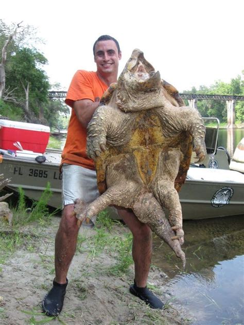 Largest Freshwater Turtle In North America