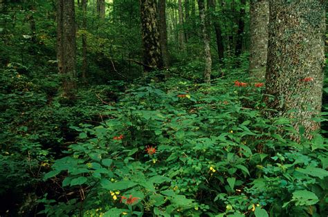 Plant Adaptations To Deciduous Forests Natural Communities Of North