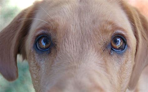 Dog With Goopy Eyes A Totally Natural Remedy Radio Pet