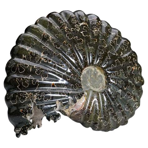 Free Standing Fossil Ammonite Cluster From Madagascar Cretaceous Period At 1stdibs