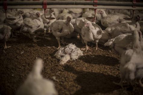 Los Pollos Que Comemos El Maltrato Animal Que Desconocemos Público