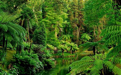 Check out this fantastic collection of landscape wallpapers, with 73 landscape background images for your desktop, phone or tablet. Jungle-Photos-HD | wallpaper.wiki
