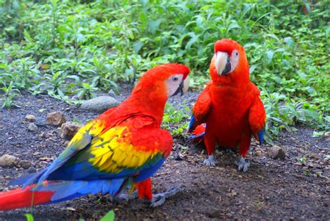 Top 10 Most Rare Rainforest Birds