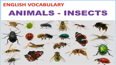 Animals Insects Vocabulary With Pictures Pronunciations