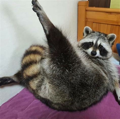 Pin By Y On 안녕 여기는 잊혀진 별 명왕성이야 Raccoon Paws Raccoon Funny Cute Animals