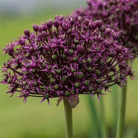 Blue allium bulbs, globe master allium, drumstick allium bulbs Buy ornamental onion or allium bulbs Allium Miami: £5.99 ...