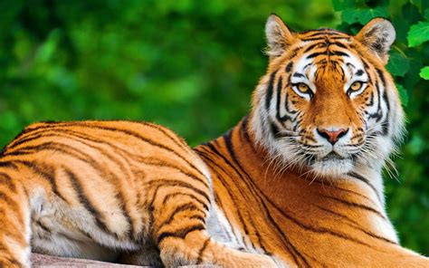 Tiger wallpapers hd free download