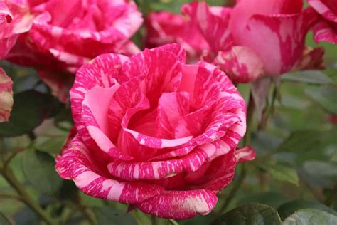 Pink Intuition Delbard French Rose - Roses Victoria