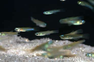 Killifish - Buy Freshwater fish for your aquarium - Aquatic shop - MasterFisch