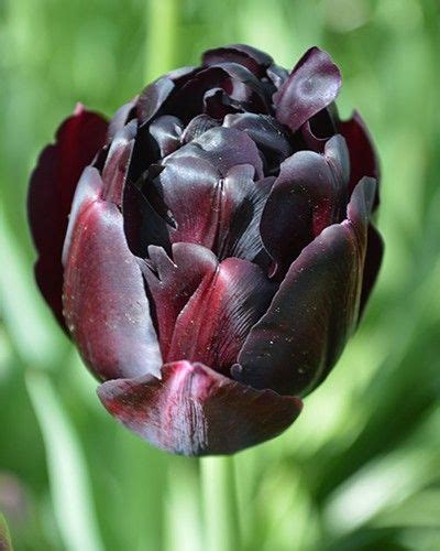 Tulip Black Hero Tulipano Espressioni