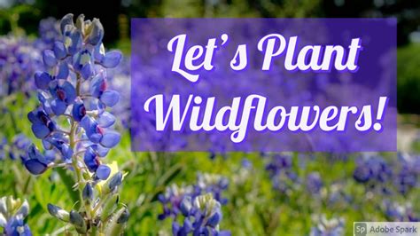 Lets Plant Wildflowers Youtube