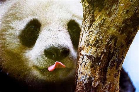 Giant Panda No Longer Endangered Wwf 4 Cn