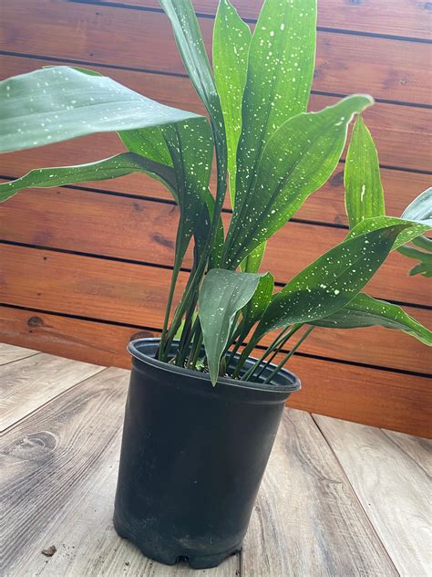 Easy Care Houseplants Cast Iron Plant Under Decks Deck Stairs Free