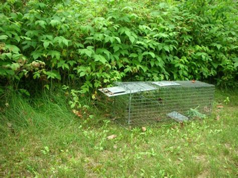 I have some great designs to share, so check back often for updates. Rabbit Trap - How To Catch A Rabbit