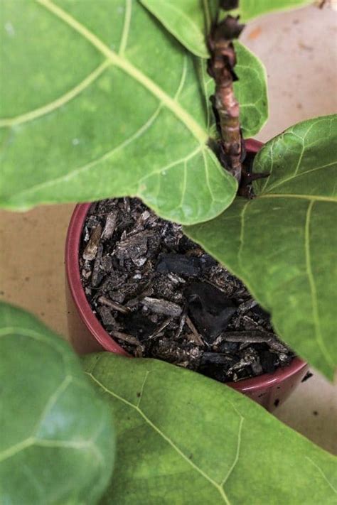 These plants generally like to be snug in their pots. Guide to Fiddle Leaf Fig Soil & Repotting | Dossier Blog