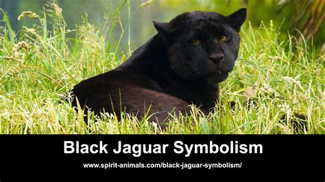 Dream Interpretation Riding A Jaguar - DMREAS