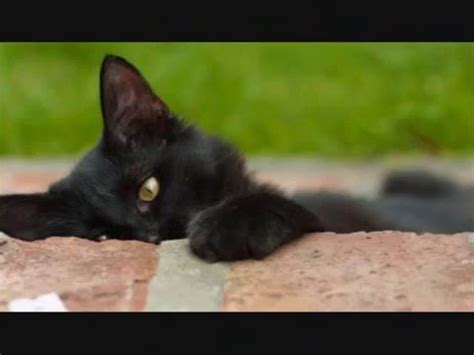 Best cute cats and funny cat tik tok video compilation 2020 #cutecats #catvideos #funnycats #cutecatvideos #funnycatvideo. Cute Puppies and Kittens - YouTube
